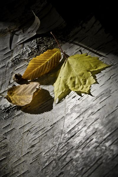 Autumn maple and beech leaves resting on peeling white birch bark